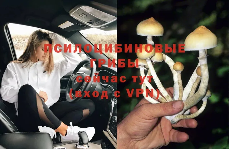 ссылка на мегу вход  Курильск  Галлюциногенные грибы MAGIC MUSHROOMS  наркошоп 